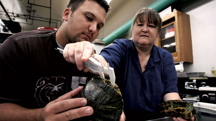Professor assisting student with measuring a turtle.