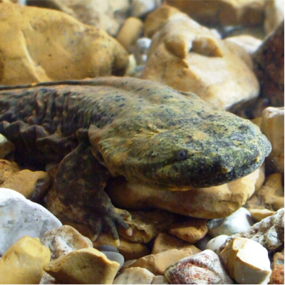 biology of hellbenders research