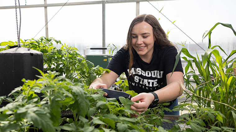 Lyndsey Rightnowar, a biology graduate student, handles plants in a greenhouse.