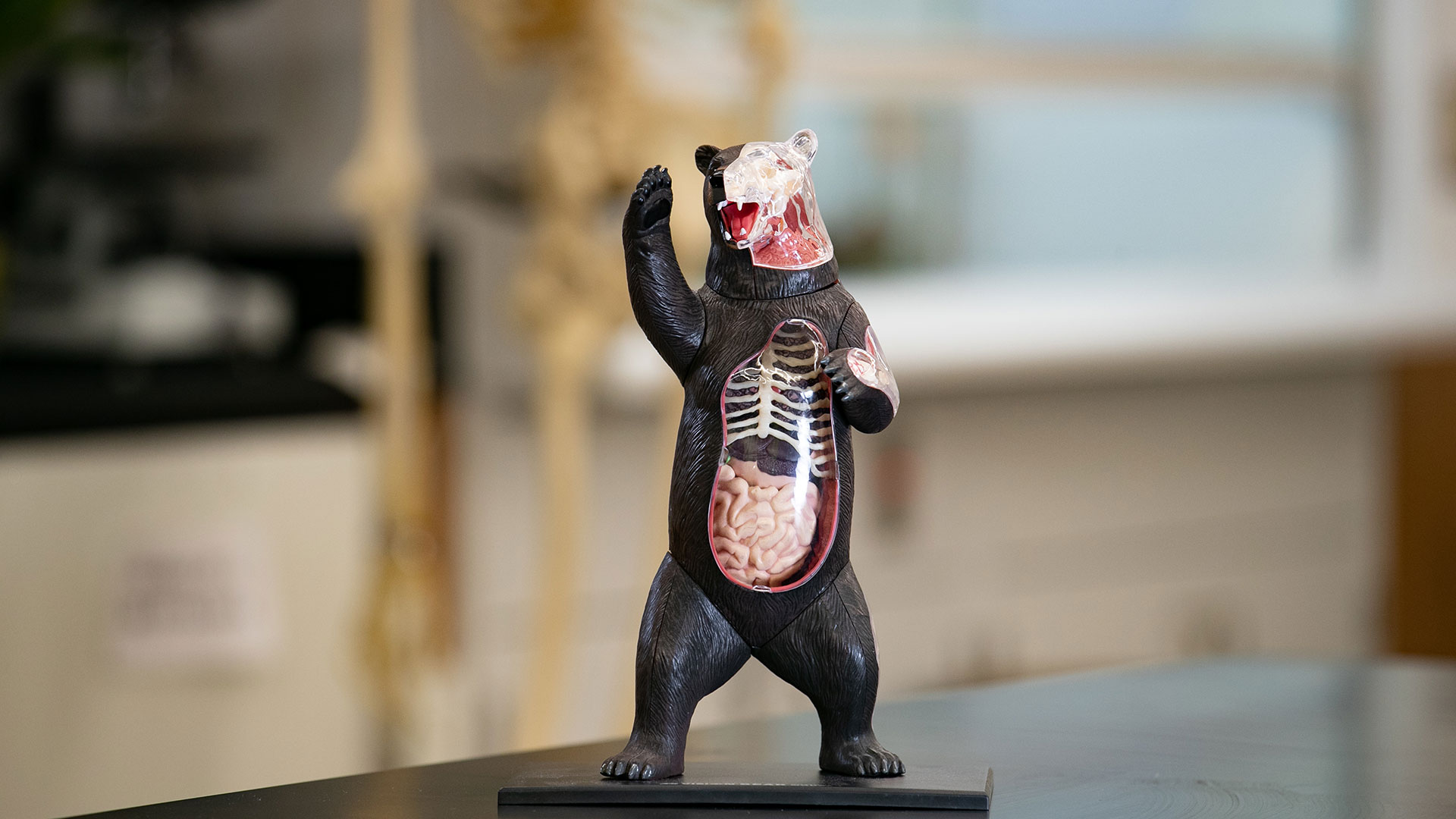A small statue of a Bear with its intestines and bones exposed