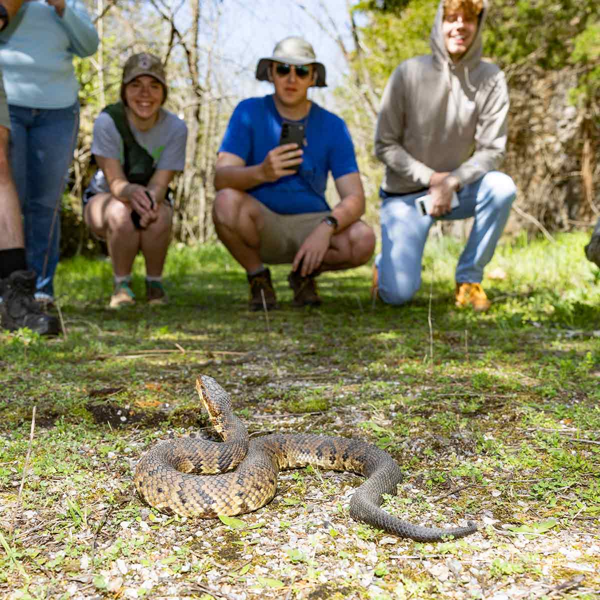 Biology students on a field look in awe at a snake coiled on the ground.