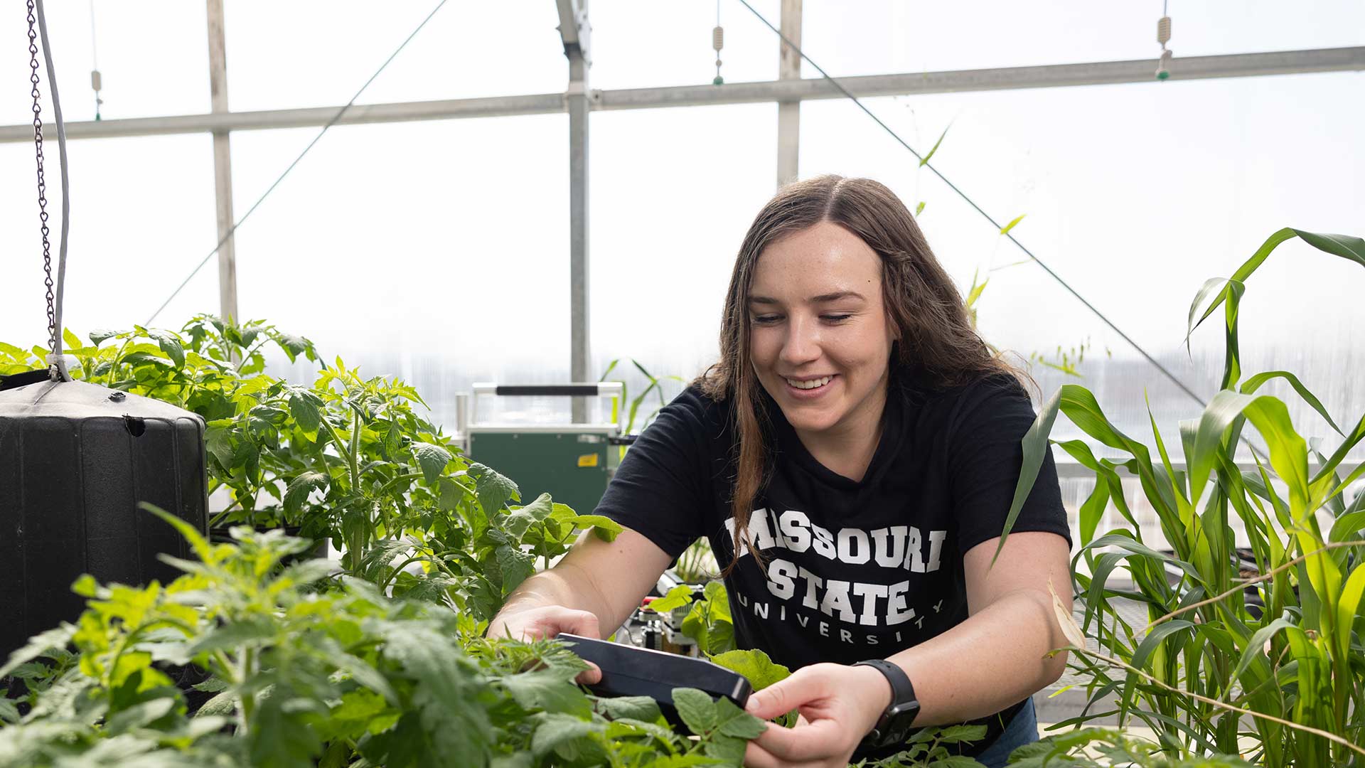 A biology graduate student handles plants in a greenhouse.