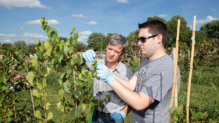 Dr. Lazslo Kovacs and a student study grapes on a vine in a vineyard.