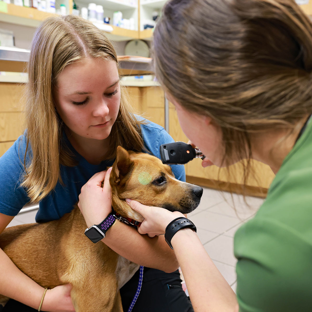 Two pre-vet students practice working with a dog. One student is holding the dog, while the other is using a light to check the dog's eye health.