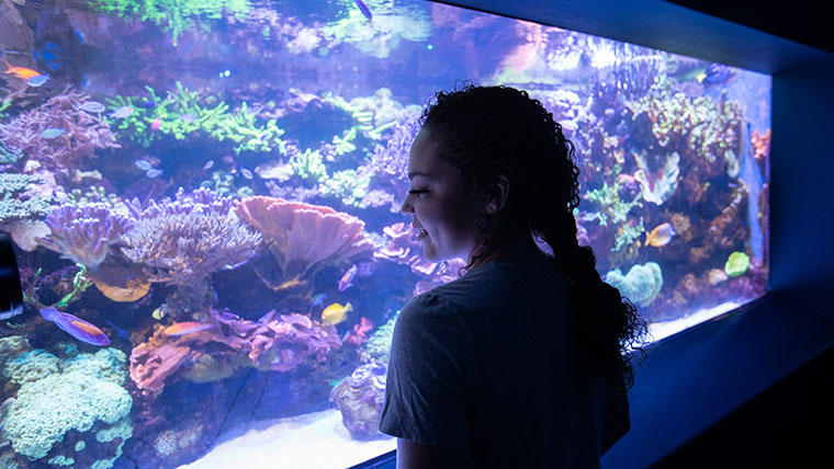 A student admiringly observes the fish in a colorful aquarium at Wonders of Wildlife.